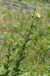 Starry rosinweed